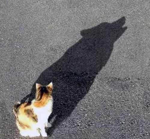 Kočka a její stín